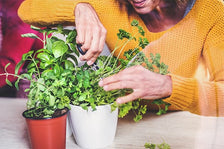 14 Adaptogenic Herbs for Healthy Stress Support
