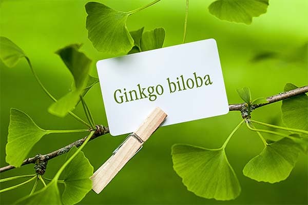 Everything You Need to Know About Ginkgo Biloba