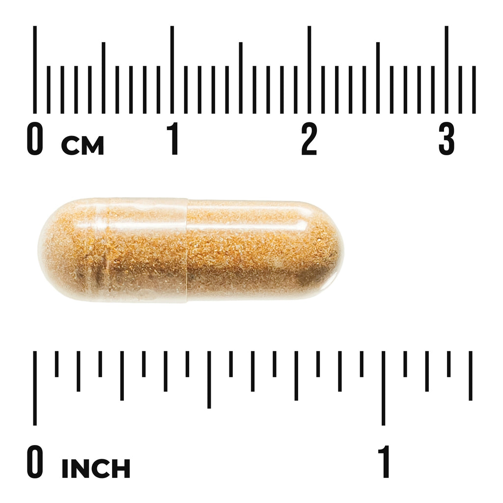 SWU916 | Brown capsule on rulers showing size in centimeters and inches - Thumbnail