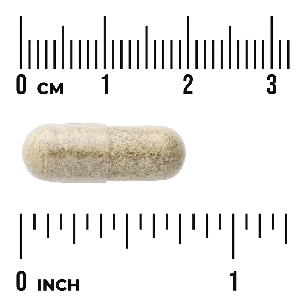 SW1737 | Clear capsule with powder, shown next to cm and inch rulers - Thumbnail