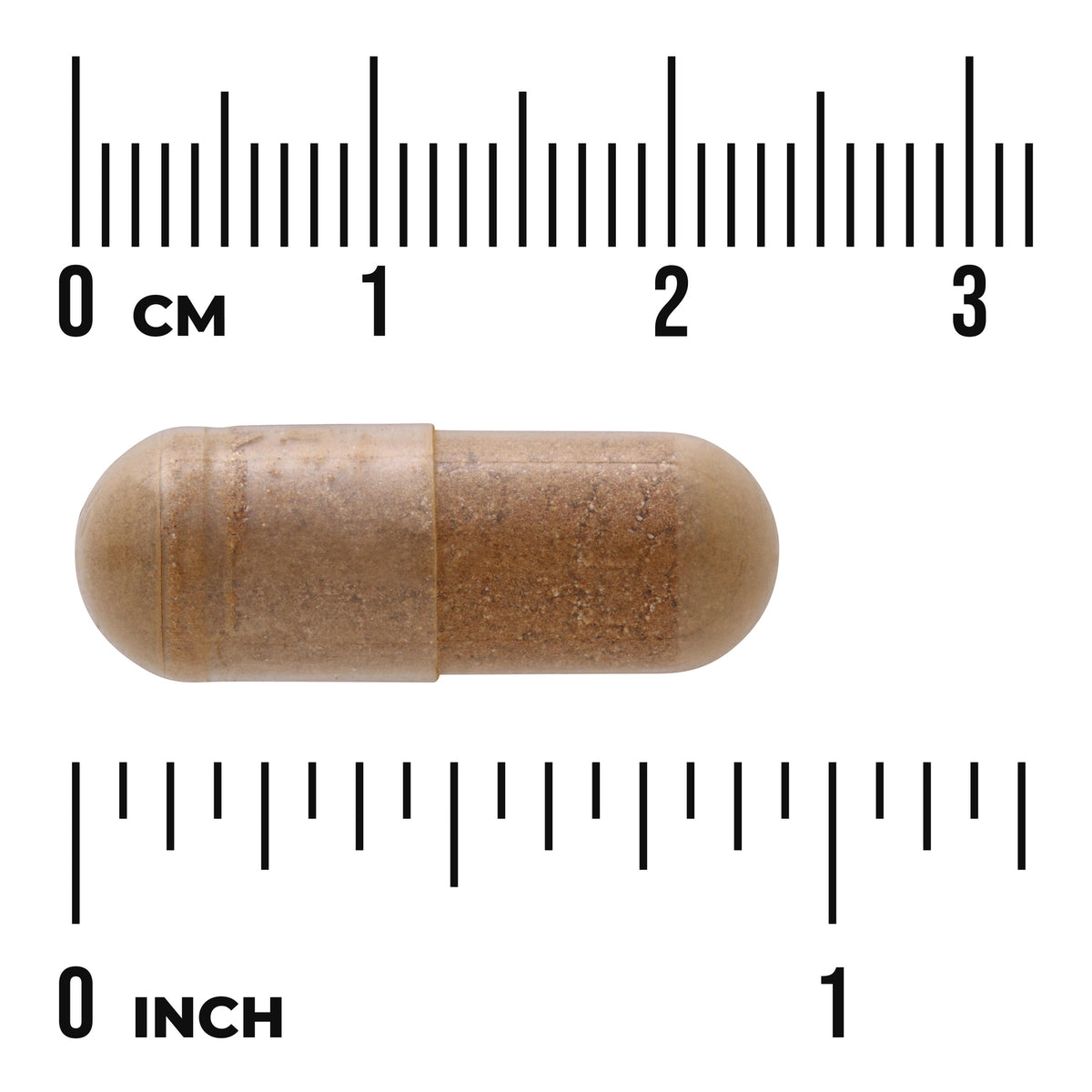 SW1336 | Brown capsule with size scale in centimeters and inches