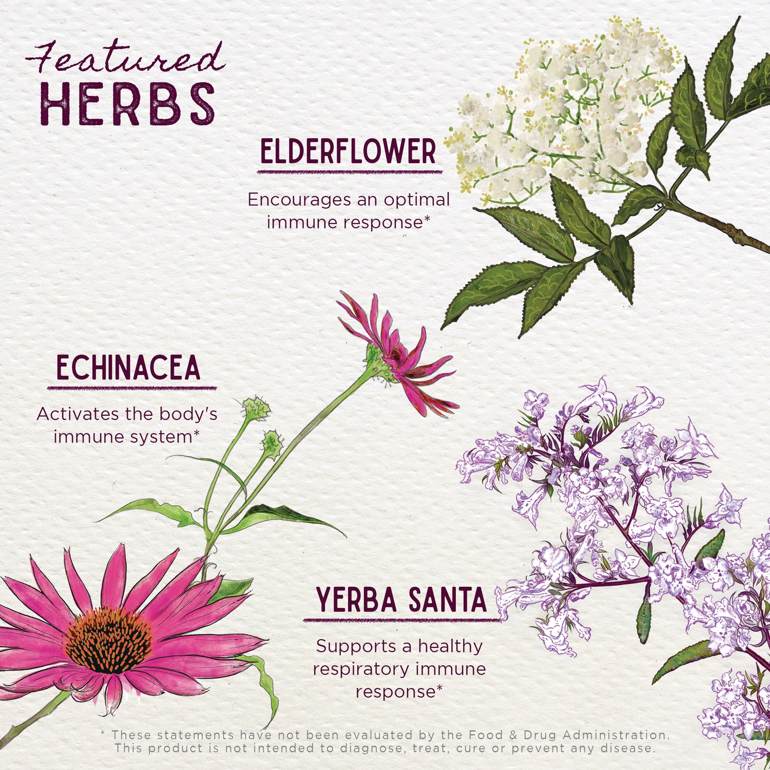WGH003 | Featured Herbs: Elderflower, Echinacea, Yerba Santa with immune and respiratory support claims
