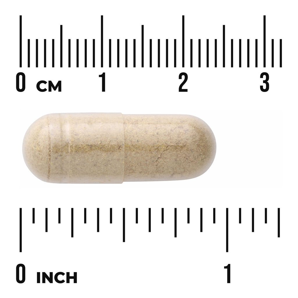 SW1281 | Clear capsule filled with beige powder shown against cm and inch rulers for size reference - Thumbnail