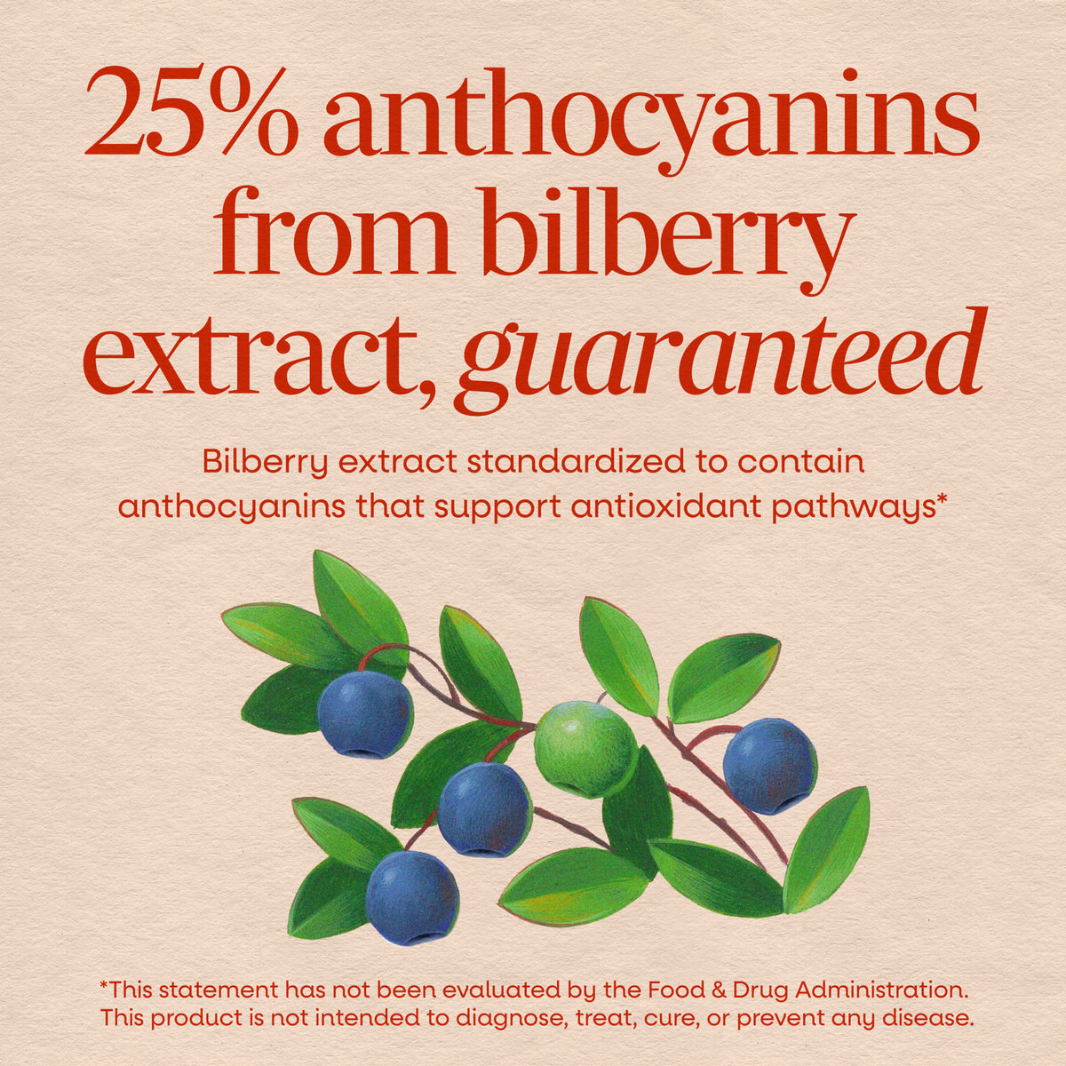 NW513 | 25% anthocyanins from bilberry extract, guaranteed, with bilberries and antioxidant support text