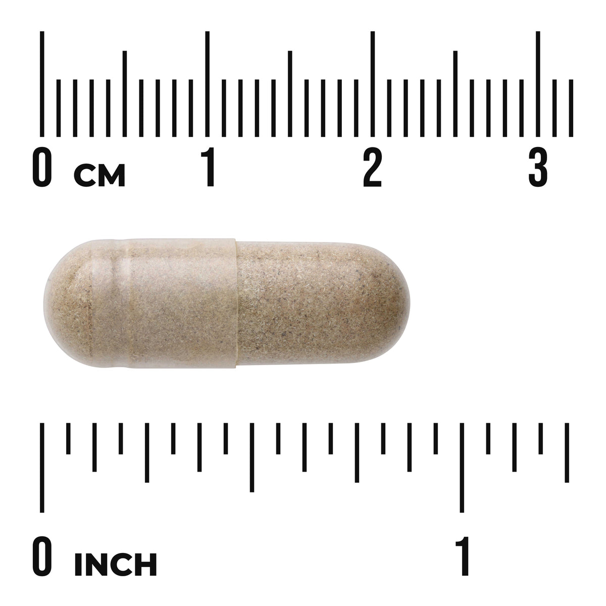 SWH019 | Brown capsule shown to scale with centimeter and inch rulers