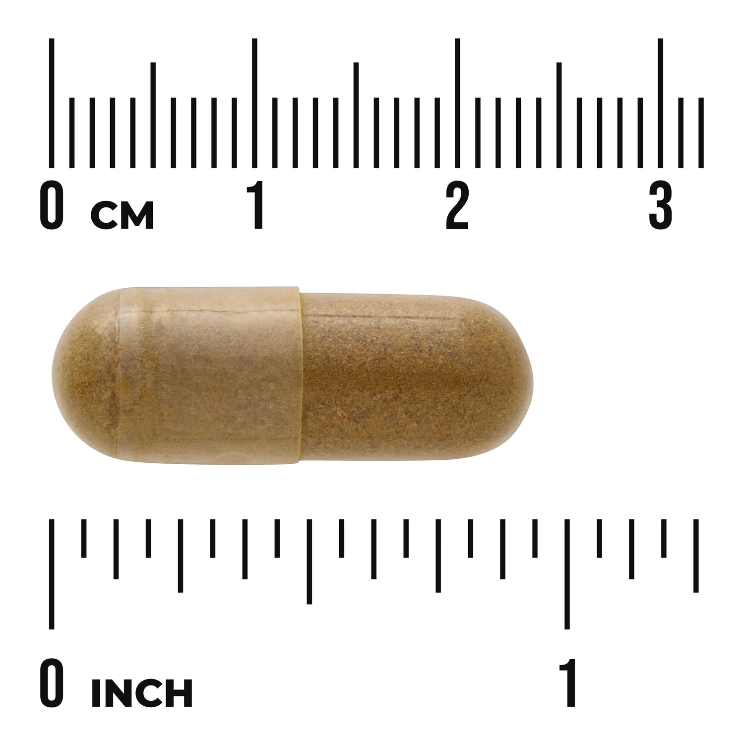 SW1570 | Brown capsule shown with centimeter and inch rulers for size reference