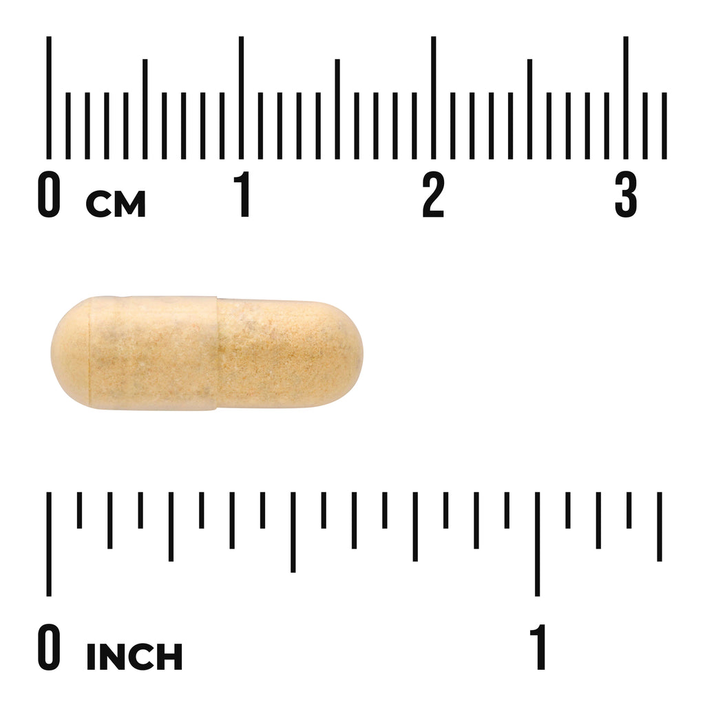SW1621 | Beige capsule shown with centimeter and inch rulers for size - Thumbnail