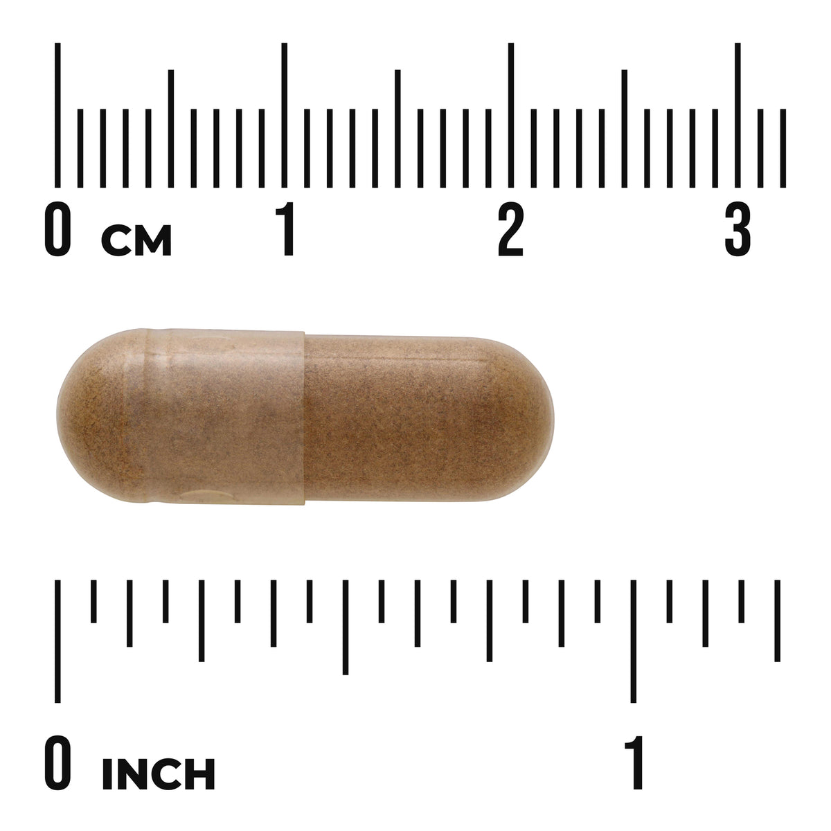SW1378 | Brown capsule shown with inch and cm rulers