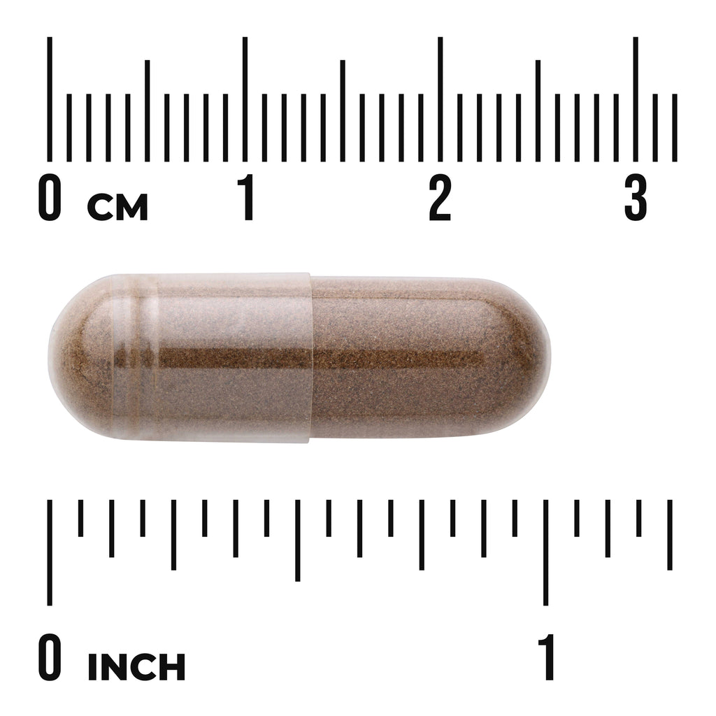 SW1114 | Brown capsule shown to scale with rulers in centimeters and inches - Thumbnail