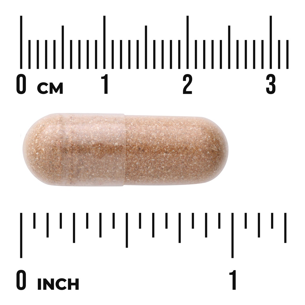 SW1683 | Brown capsule shown with ruler for size reference in cm and inches - Thumbnail