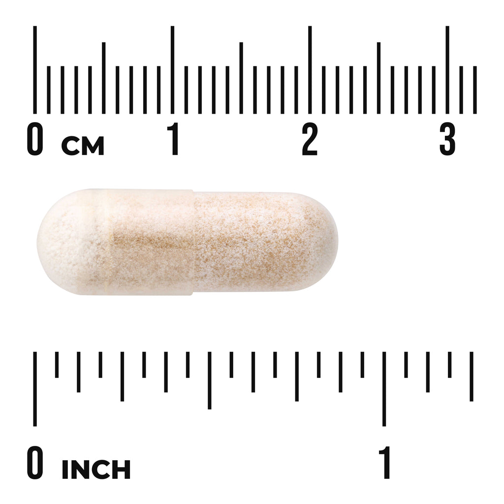 SW1146 | Capsule size shown against cm and inch ruler - Thumbnail