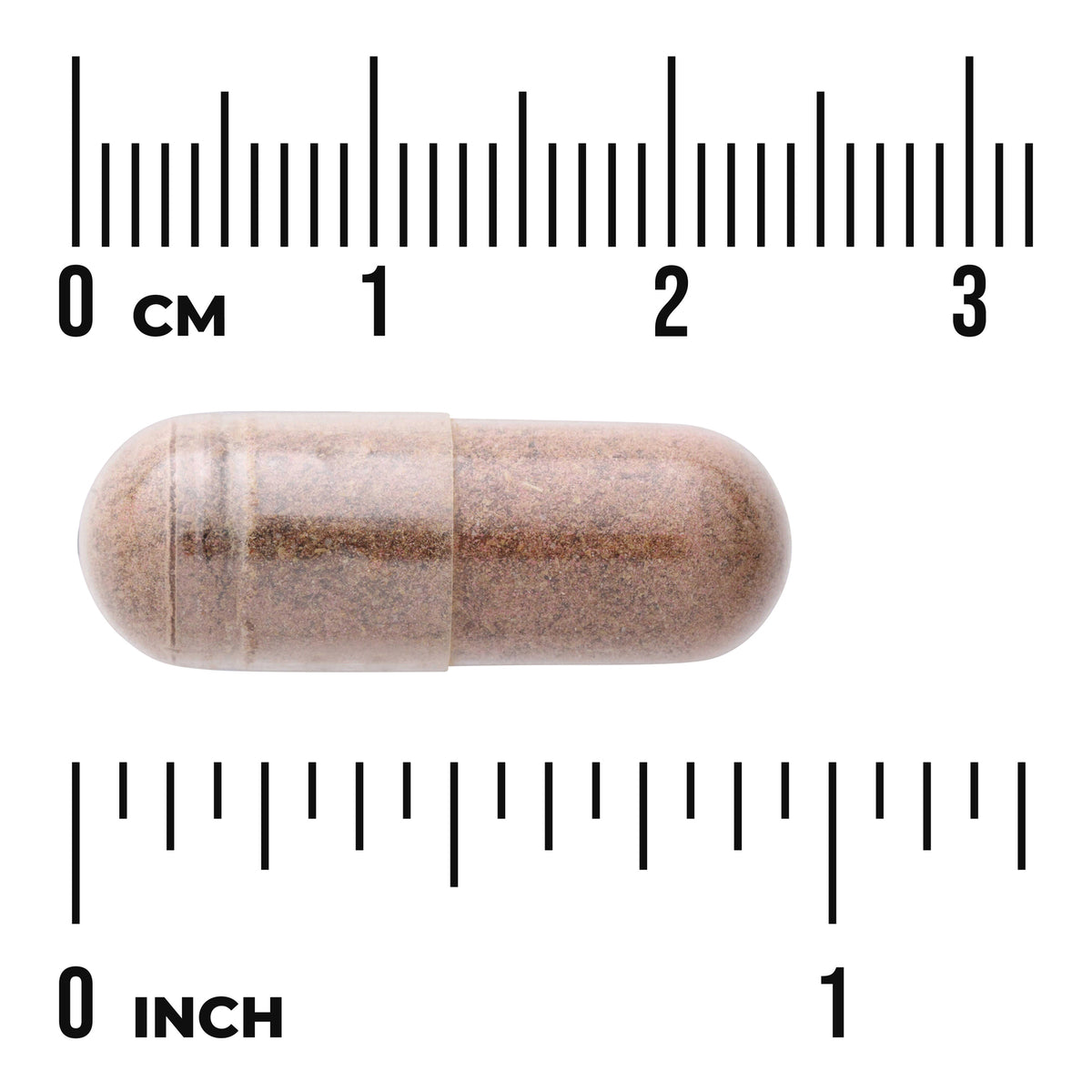 SW1493 | Brown capsule shown with centimeter and inch rulers for size reference