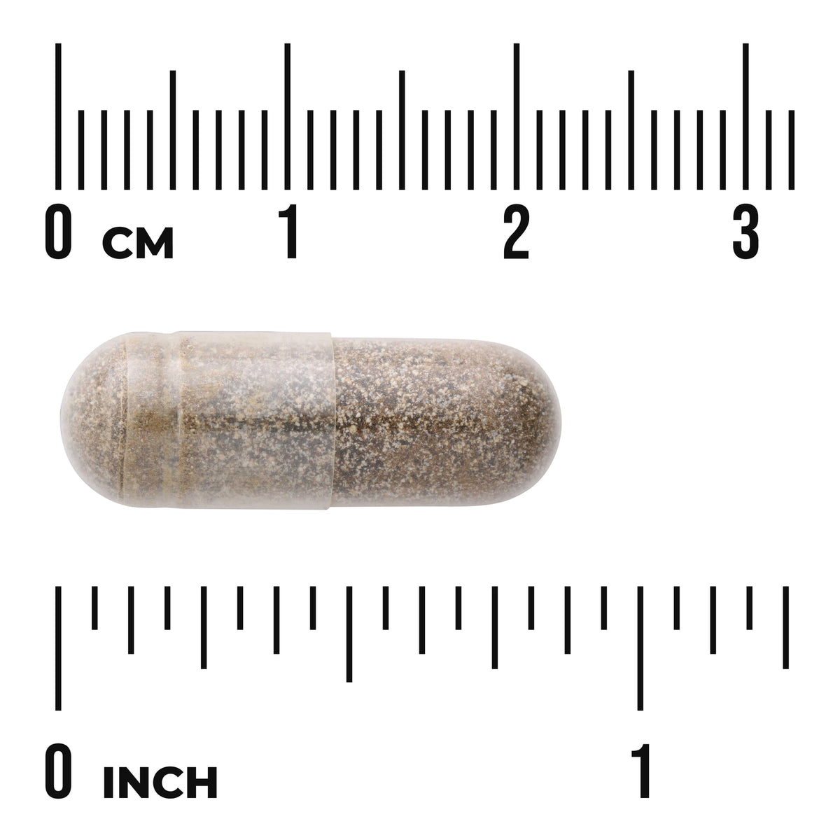 SWH204 | Brown capsule with 03 cm and 01 inch rulers for size reference