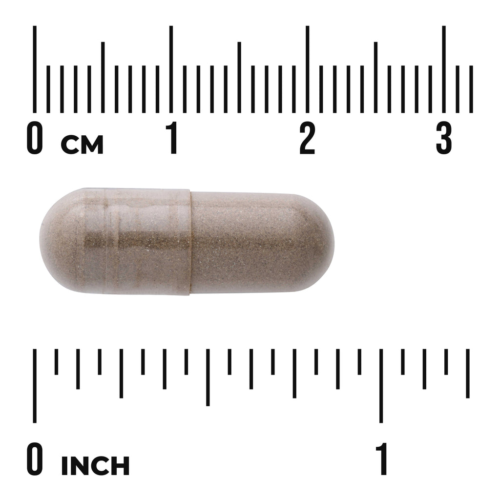 SW1065 | Brown capsule shown to scale with rulers in centimeters and inches - Thumbnail