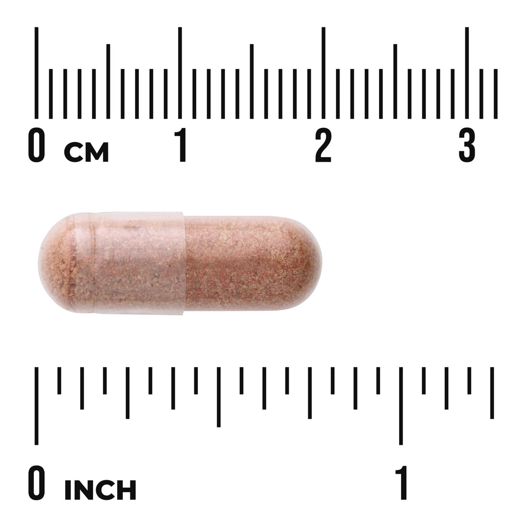 SWH160 | Clear gelatin capsule filled with brown powder shown against centimeter and inch rulers for scale - Thumbnail