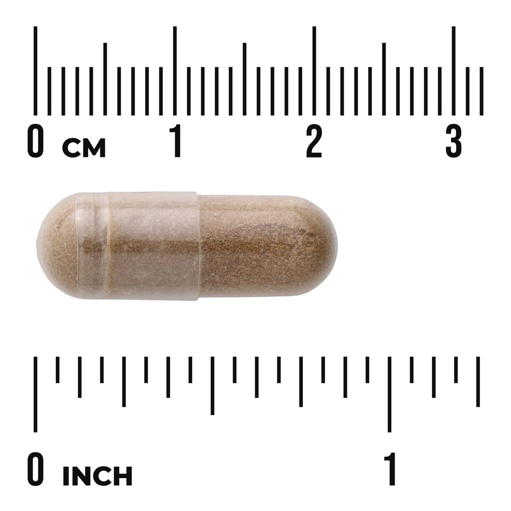 SW1275 | Clear gelatin capsule filled with brown powder shown against centimeter and inch rulers to indicate size - Thumbnail