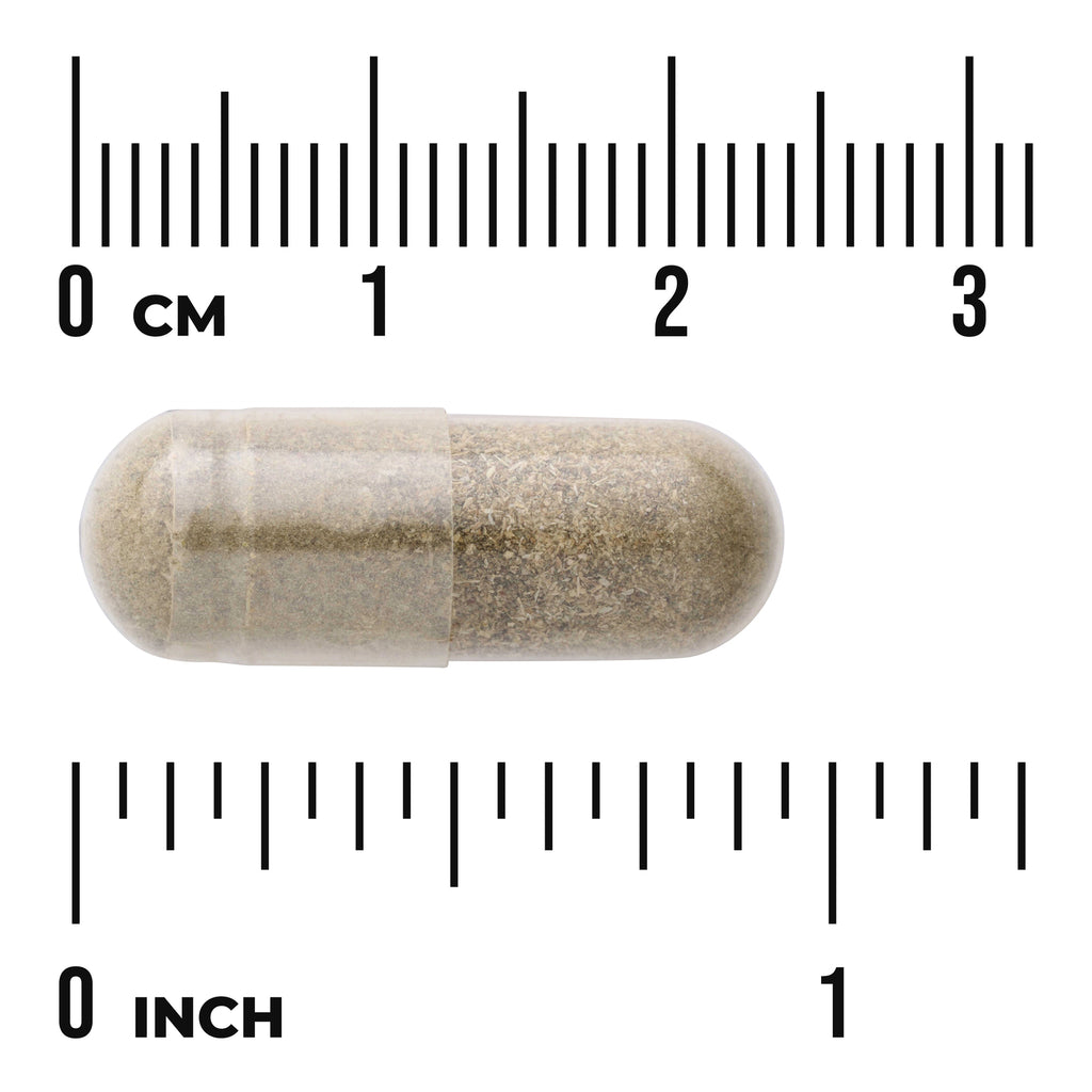 SW1267 | Transparent capsule filled with beige herbal powder shown against centimeter and inch rulers - Thumbnail