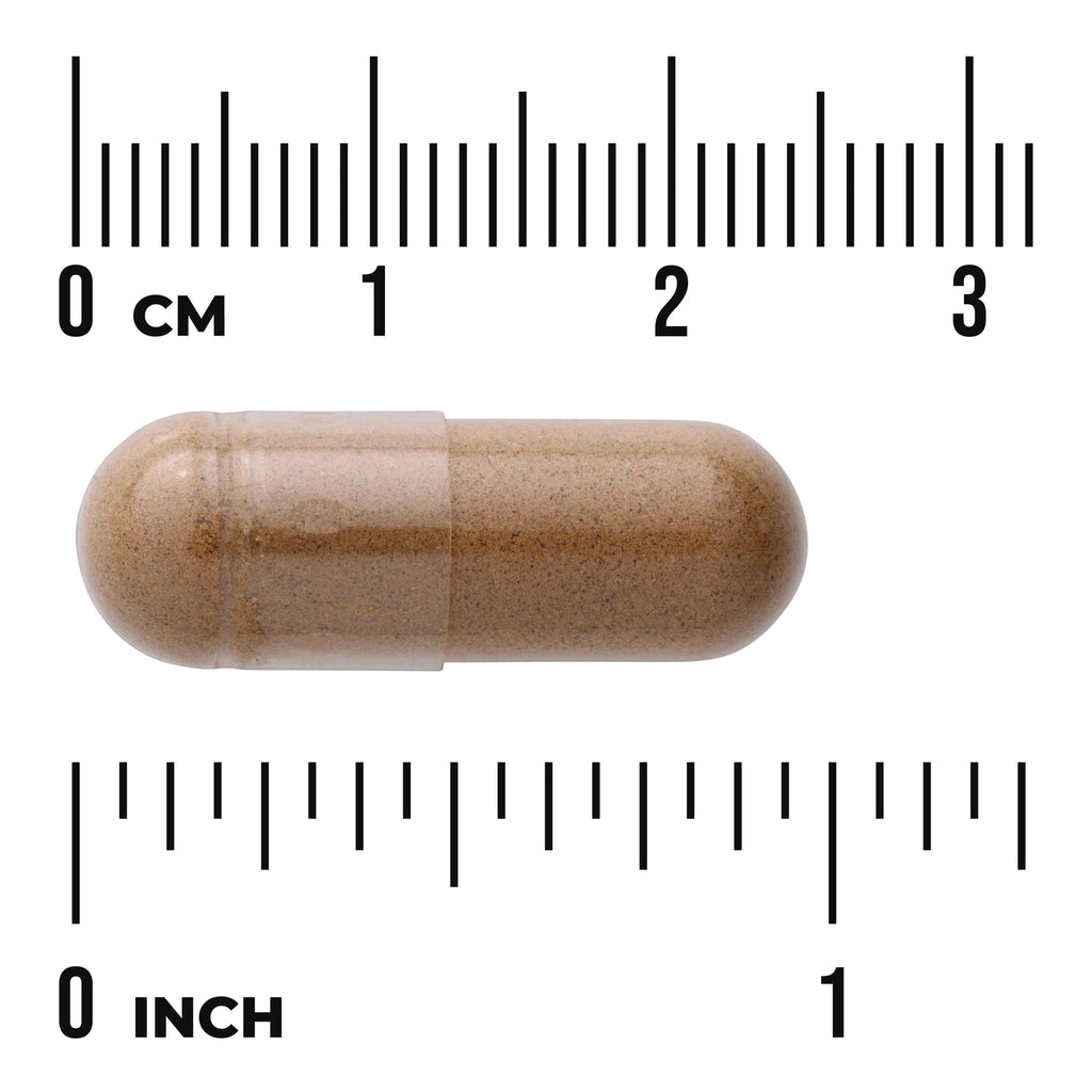 SW1096 | Brown capsule shown with size scale in inches and centimeters - Thumbnail