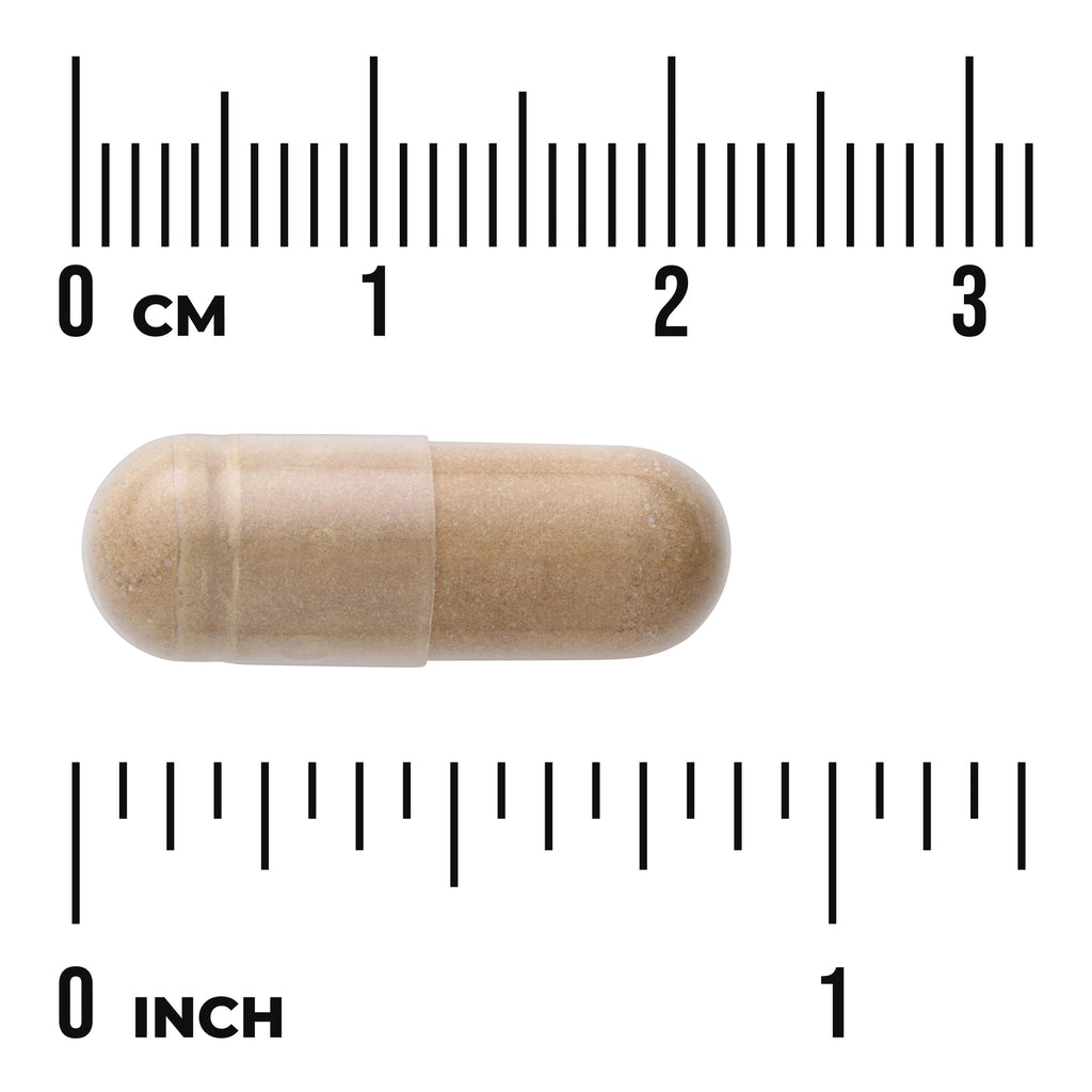 SWH178 | Tan capsule shown to scale with ruler in cm and inches - Thumbnail