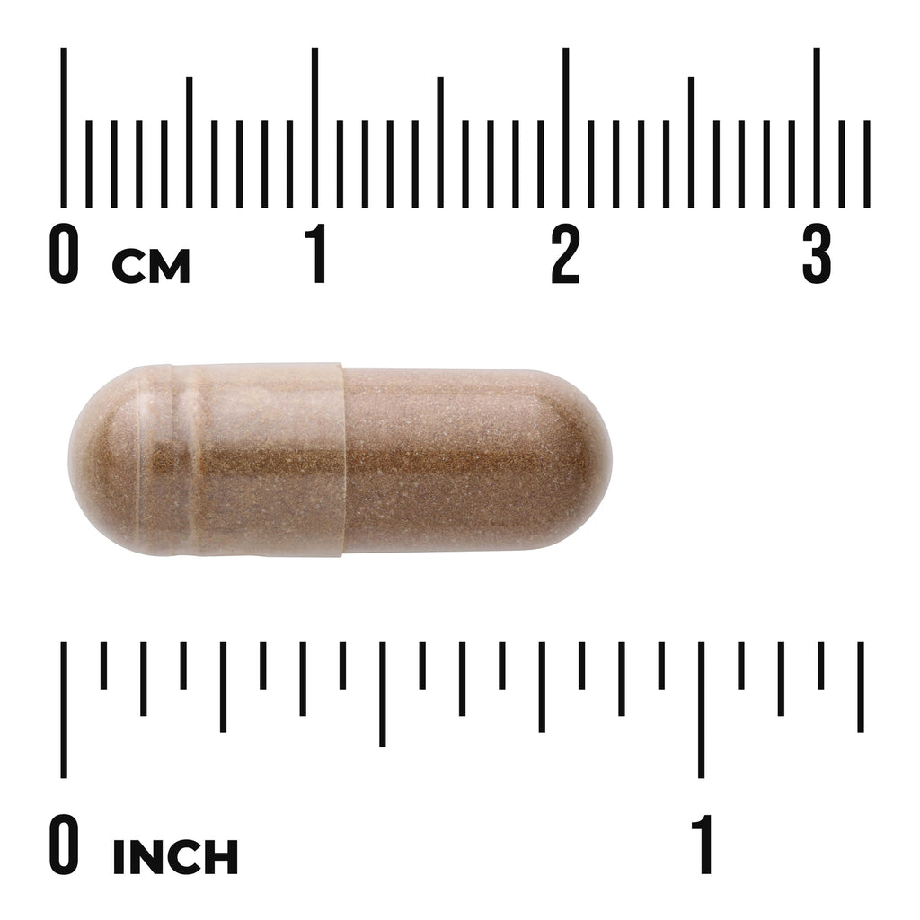 SWH097 | Brown capsule with size scale in centimeters and inches - Thumbnail