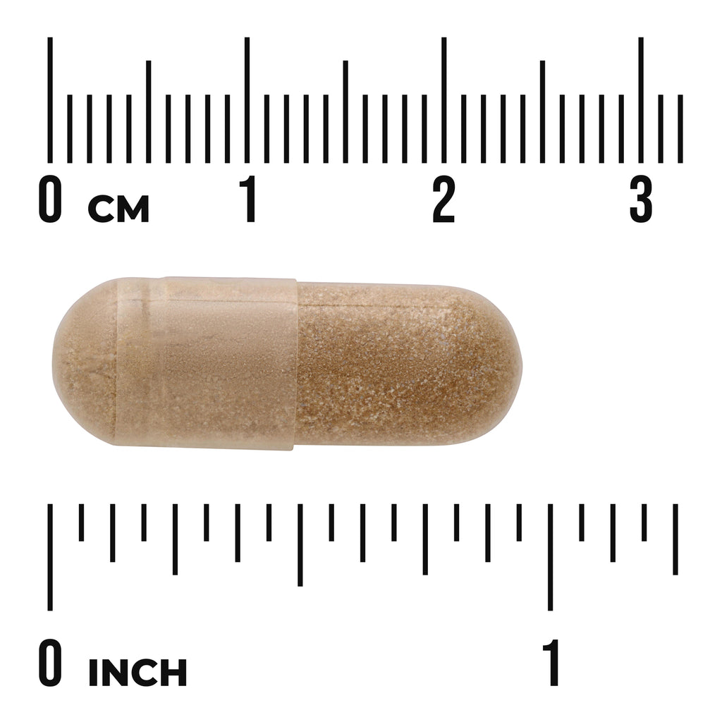 SW1505 | Brown capsule shown with centimeter and inch ruler for size reference - Thumbnail