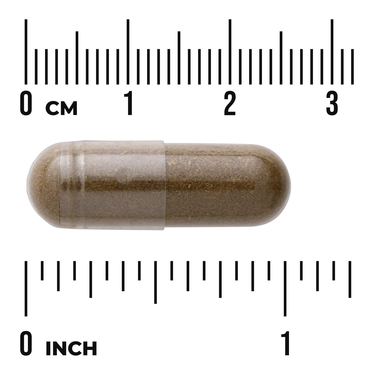 SW1767 | Brown capsule shown against rulers in cm and inches