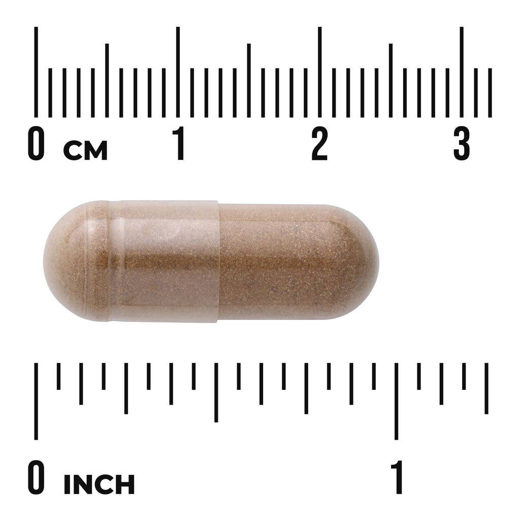 SW533 | Brown capsule shown against cm and inch rulers for size reference - Thumbnail