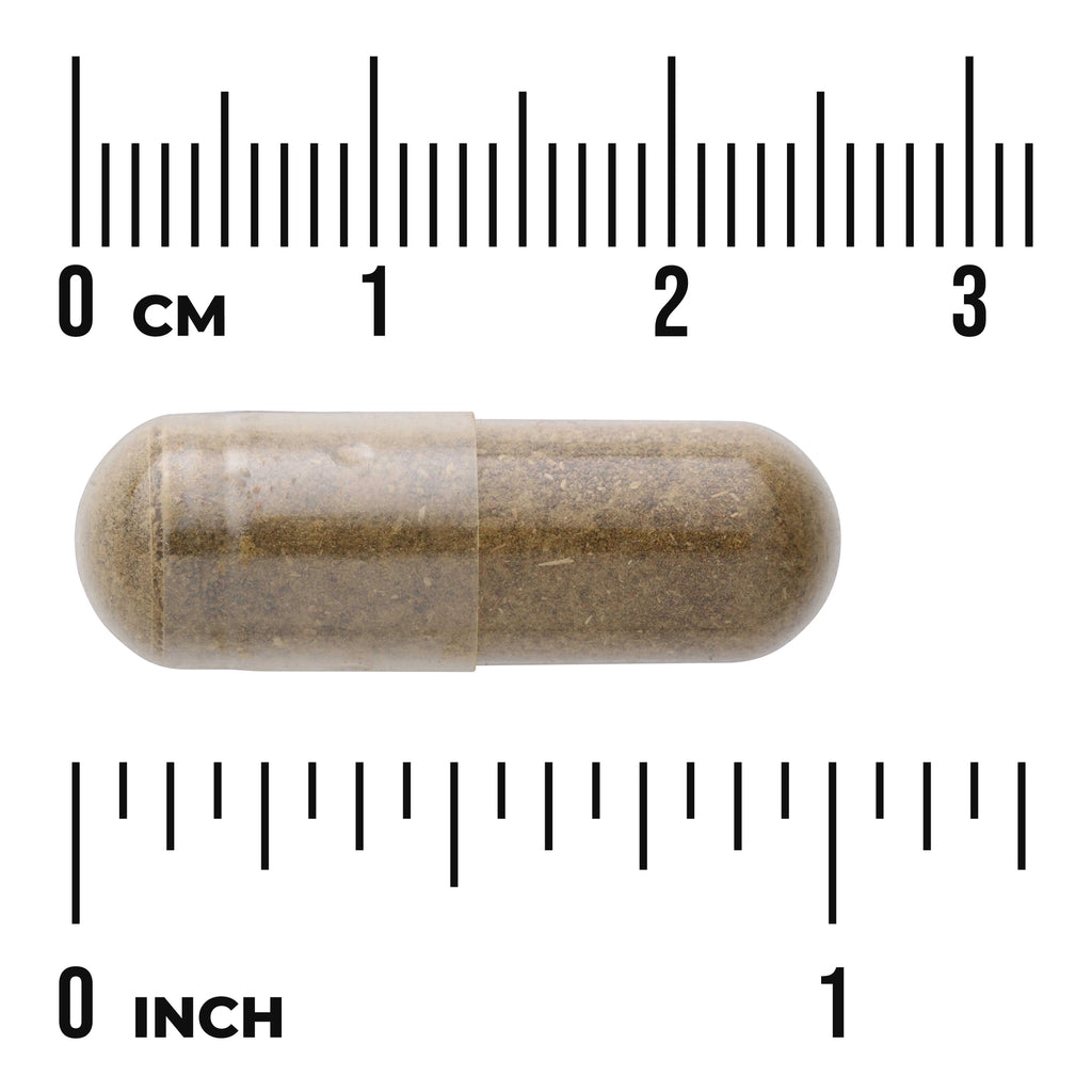 SW532 | Brown capsule shown next to cm and inch rulers for size reference - Thumbnail
