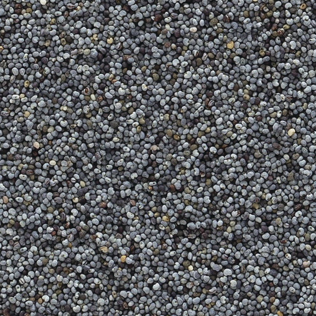 FNP079 | close-up of small gray poppy seeds - Thumbnail