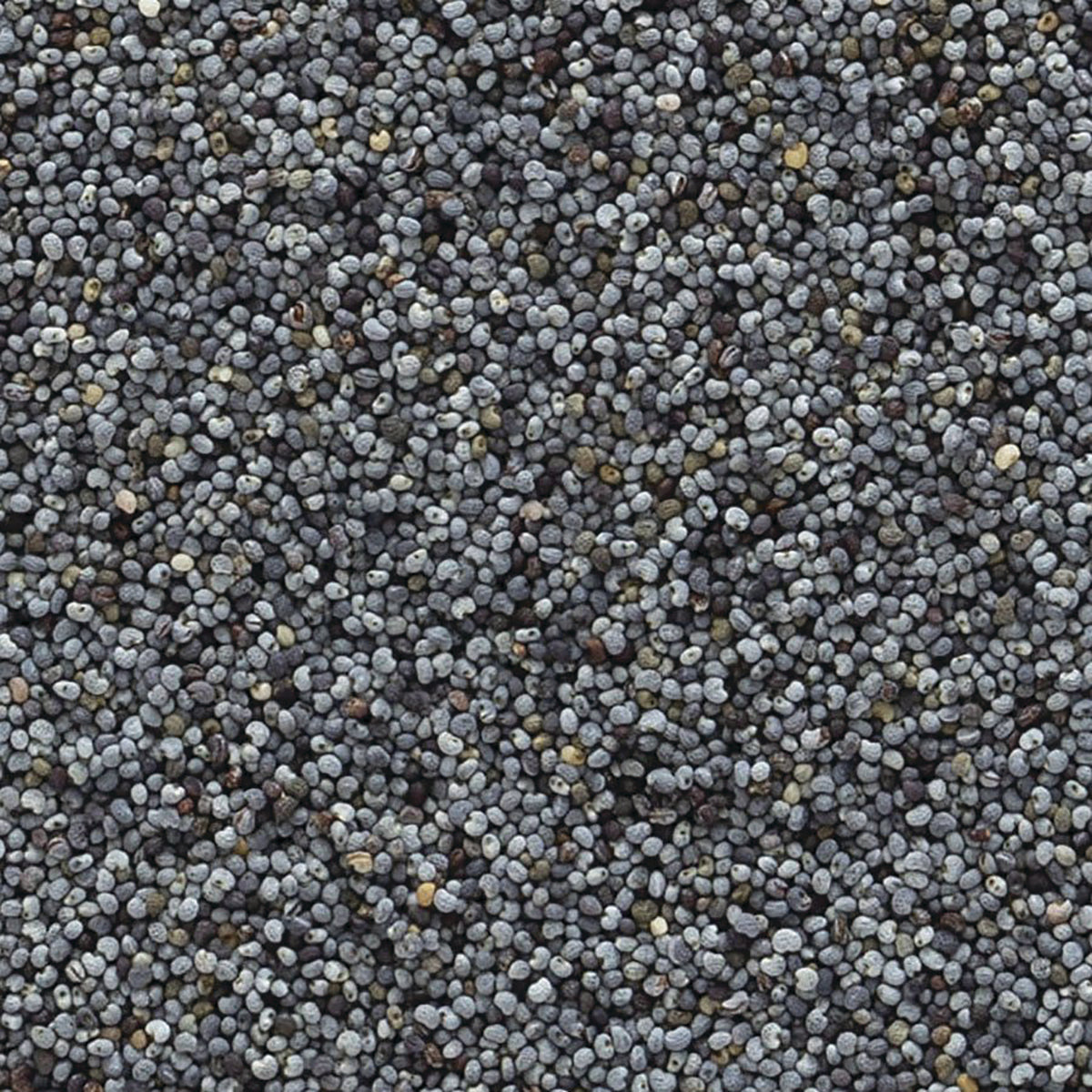 FNP079 | close-up of small gray poppy seeds