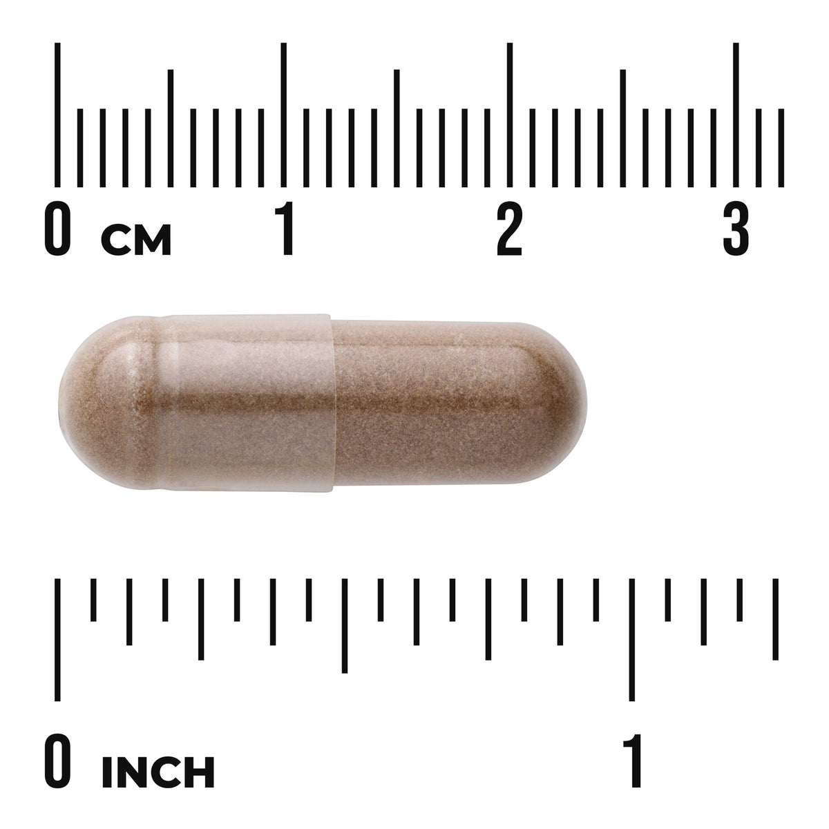 SWH005 | Brown capsule shown to scale with rulers in cm and inches
