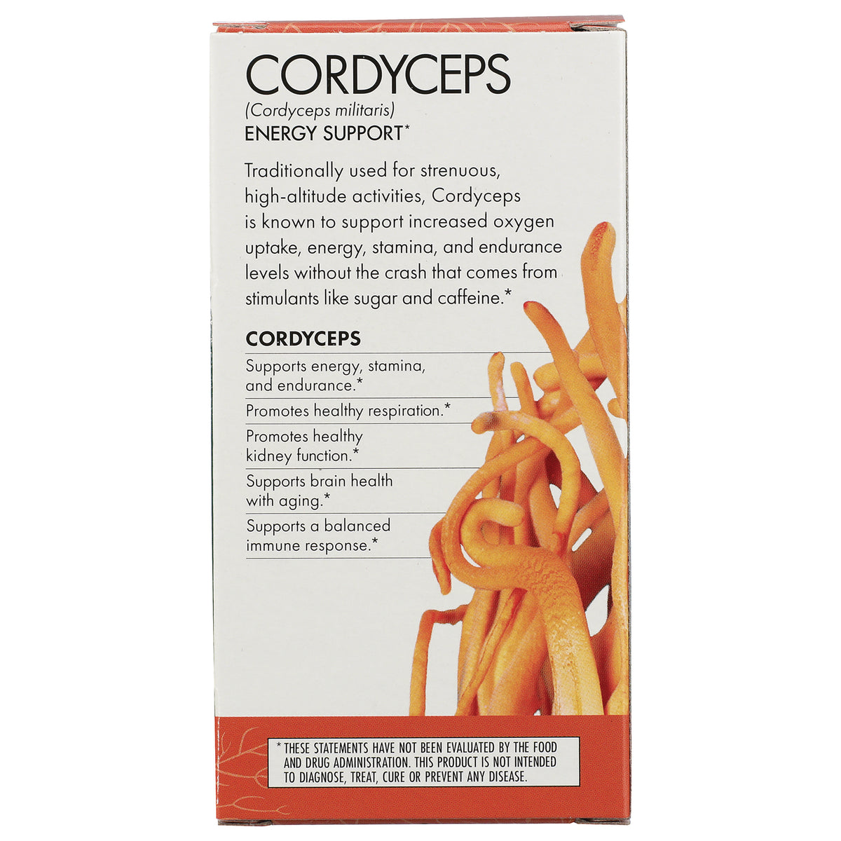 FUN004 | Cordyceps product infographic panel listing energy support and benefits with orange cordyceps illustration