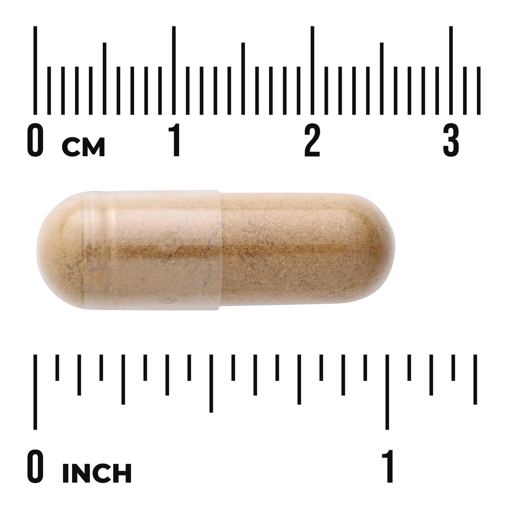 SW1814 | Brown capsule shown with metric and inch rulers for size reference - Thumbnail