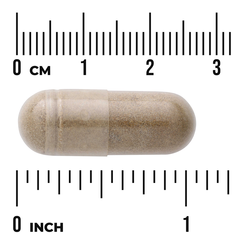 SWH262 | Capsule shown against cm and inch ruler for size reference - Thumbnail