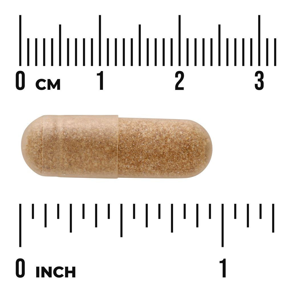 SW1827 | Brown capsule shown with cm and inch ruler for size reference - Thumbnail