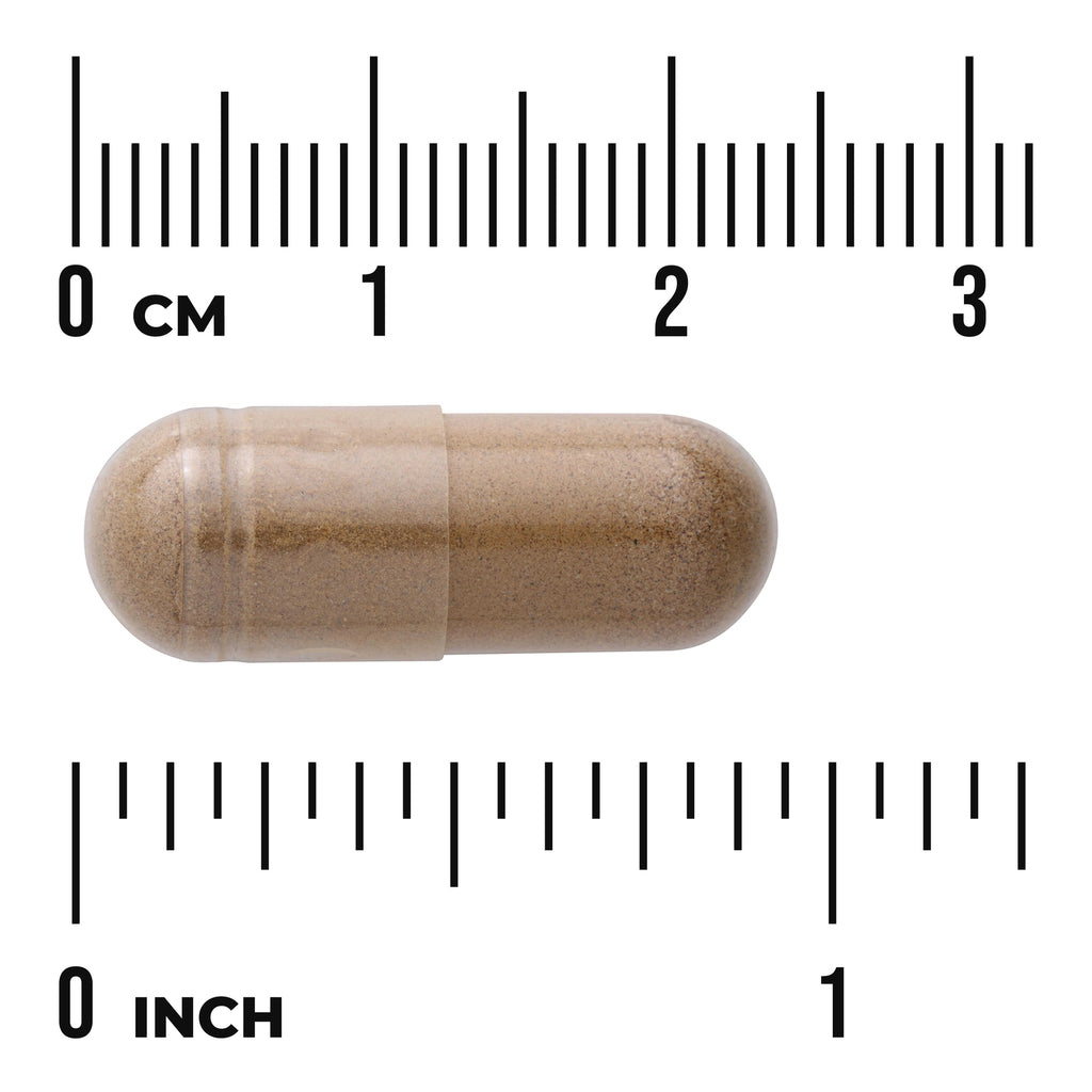 SW1344 | Brown powder-filled capsule on white background with rulers showing centimeters and inches - Thumbnail